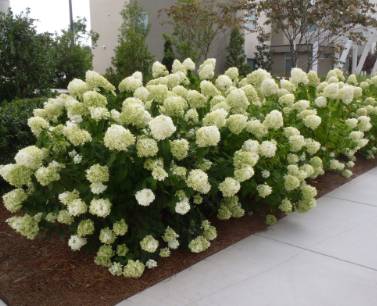 Landscaping shrubs hot sale